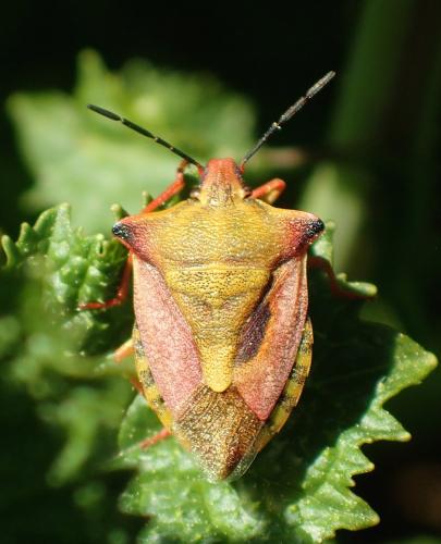 Réf. 186 643 : Carpocoris mediterraneus atlanticus